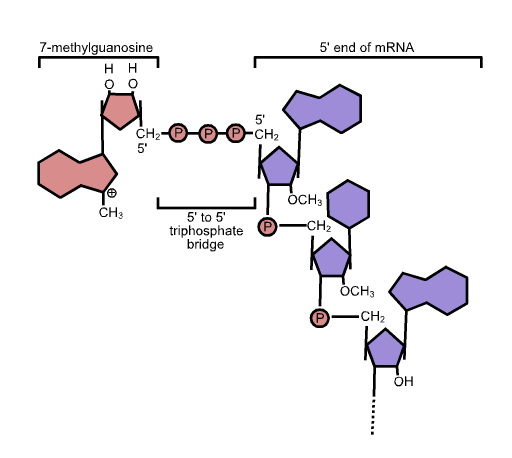 5'_cap_structure